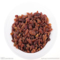 Factory Price of Dried Sultana Raisin New Crop